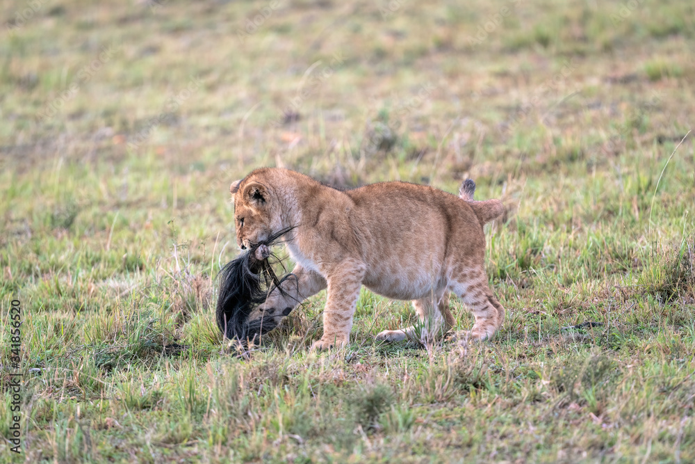 A lion cub playing with a wildebeest tail. Image taken in the Masai Mara, Kenya. A lion cub playing with a wildebeest tail. Image taken in the Masai Mara, Kenya.