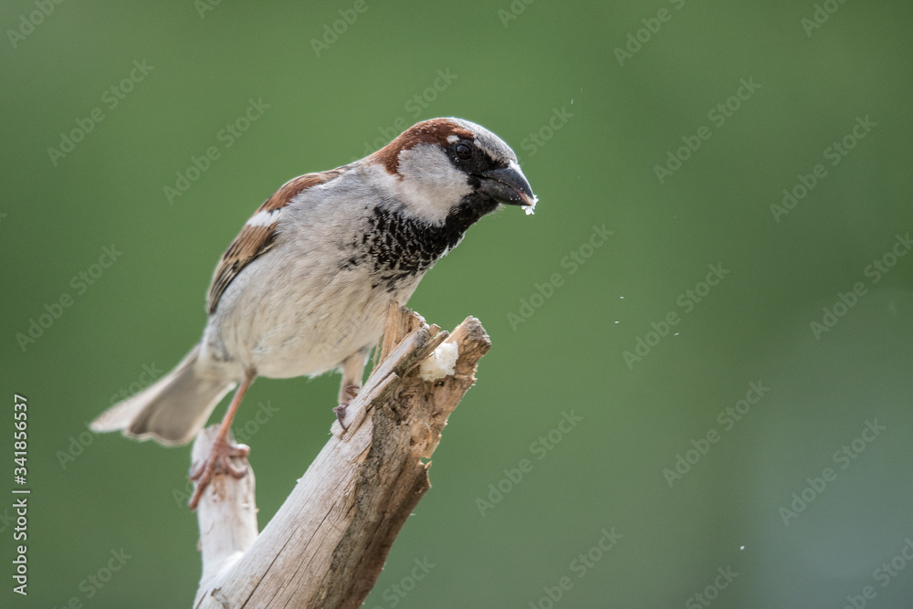 Naklejka premium GORRIÓN COMÚN