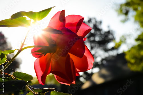 Bright rose