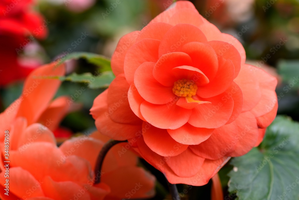 Beautiful lady-Rieger Begonia (Begonia hiemalis Fostsch) Beautiful lady-Rieger Begonia (Begonia hiemalis Fostsch)