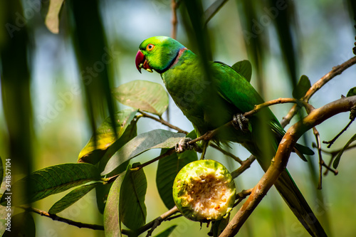 The rose-ringed parakeet, also known as the ring-necked parakeet, is a medium-sized parrot in the genus Psittacula, of the family Psittacidae.