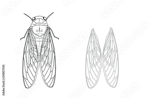 cicada insect ans isolated wings, hand drawn on white background photo