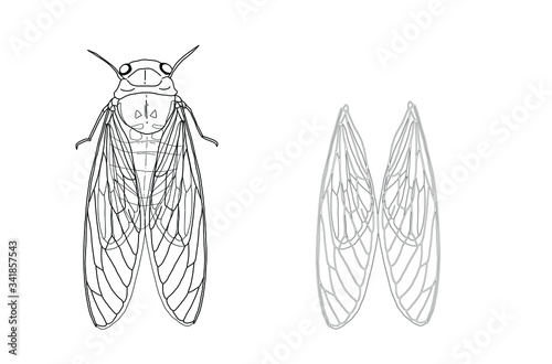 cicada insect ans isolated wings, hand drawn on white background