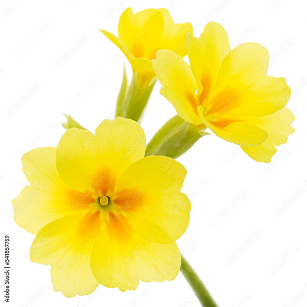 Naklejka premium Yellow flowers of primrose, isolated on white background