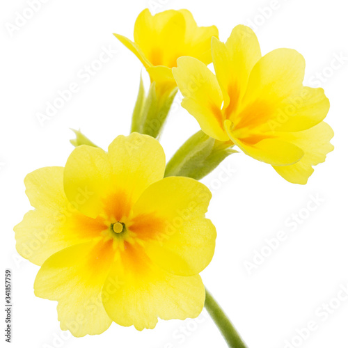 Yellow flowers of primrose  isolated on white background