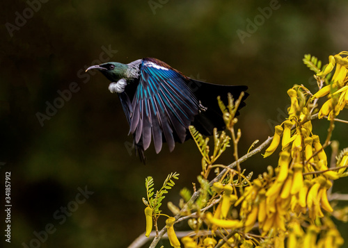 Canvas Print Tūī takes off in flight from kowhai tree