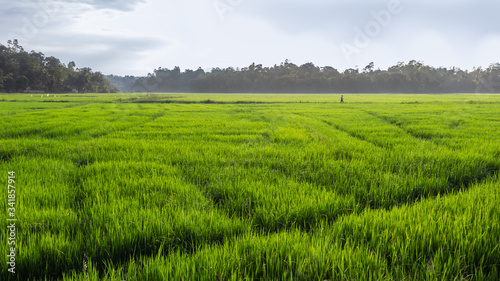 beautiful morning mist in paddy field photograph
