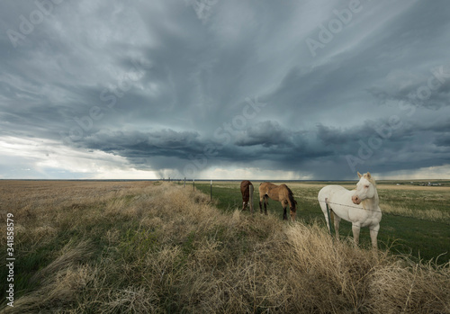 Fototapeta Naklejka Na Ścianę i Meble -  Horses on the Eastern Colorado Plains as an Impending Storm Appraoches