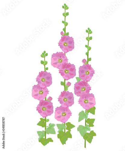 タチアオイ　Hollyhock photo