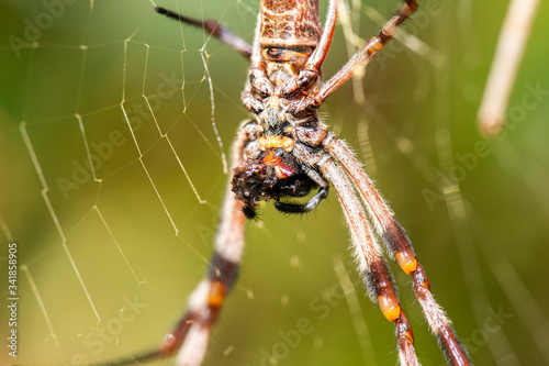 Australian Golden Orb-Weaver Spider also known as Nephila edulis of the family Nephilidae photo