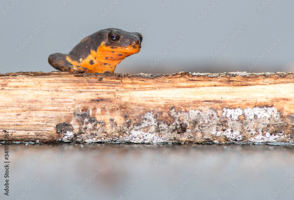 Endangered and endemic to Okinawa the awesome Sword-tail newt .