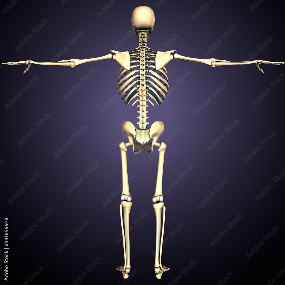 3d render of human body skeleton anatomy medical content