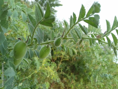 Photography chickpeas farming photos in pakistan 2020