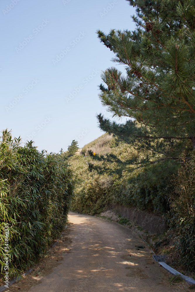 Obraz premium 바닷바람을 막기위해 소나무로 이루어진 방풍림