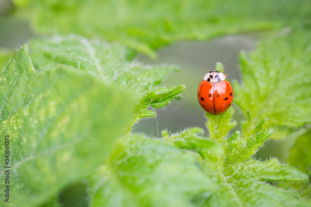 Ladybug sitting on a green fuzzy leaf Ladybug sitting on a green fuzzy leaf