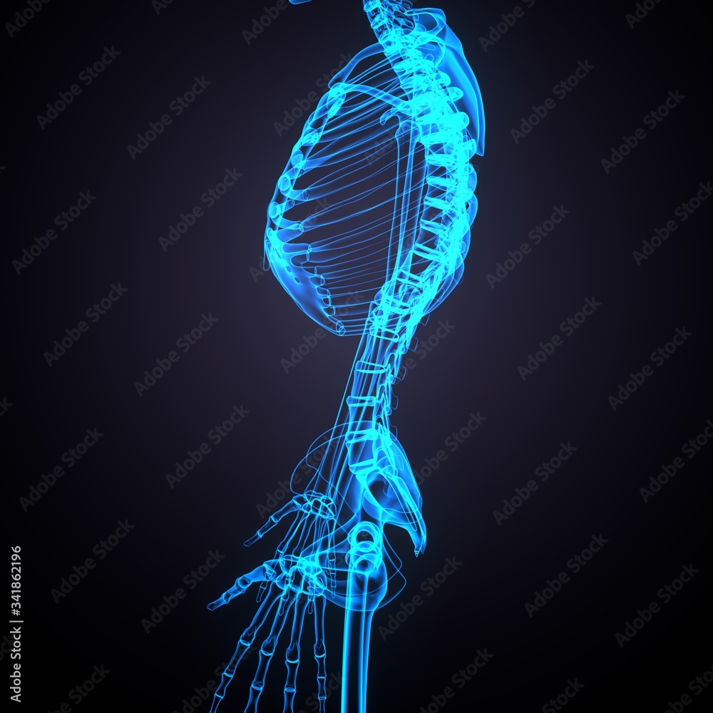 3d render of human skeleton hip anatomy 3d render of human skeleton hip anatomy