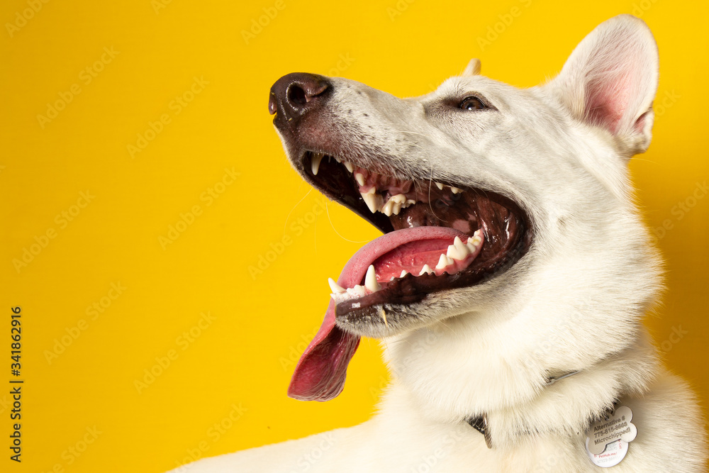 Dog Portraits Against Yellow Backdrop