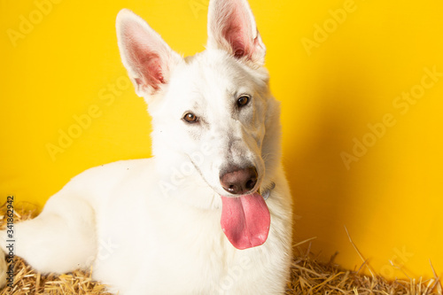 Dog Portraits Against Yellow Backdrop