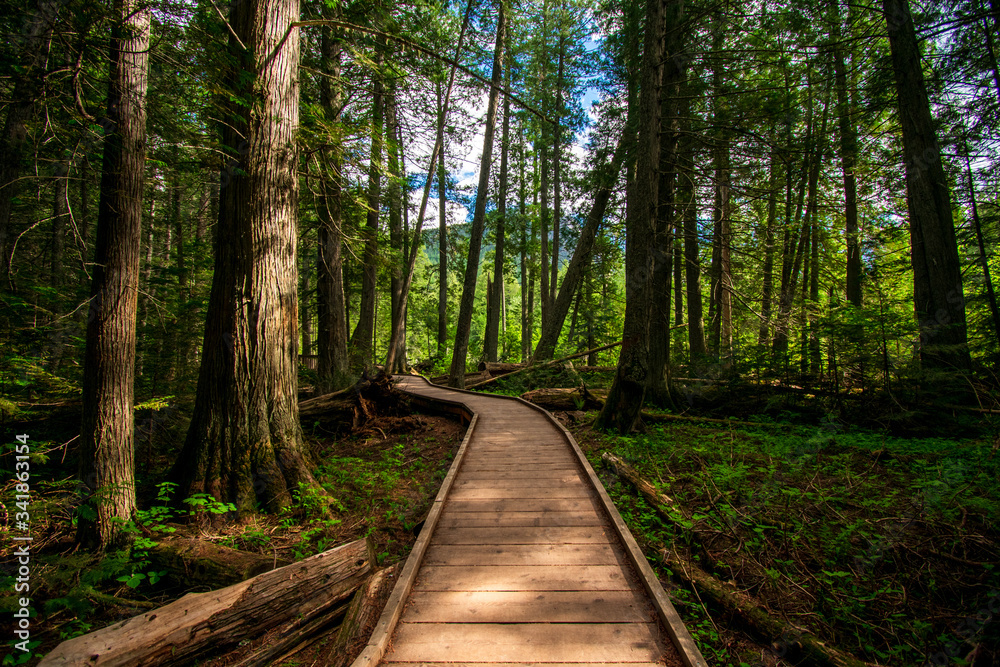 Pathway in forest., Glacier NP, United States Pathway in forest., Glacier NP, United States