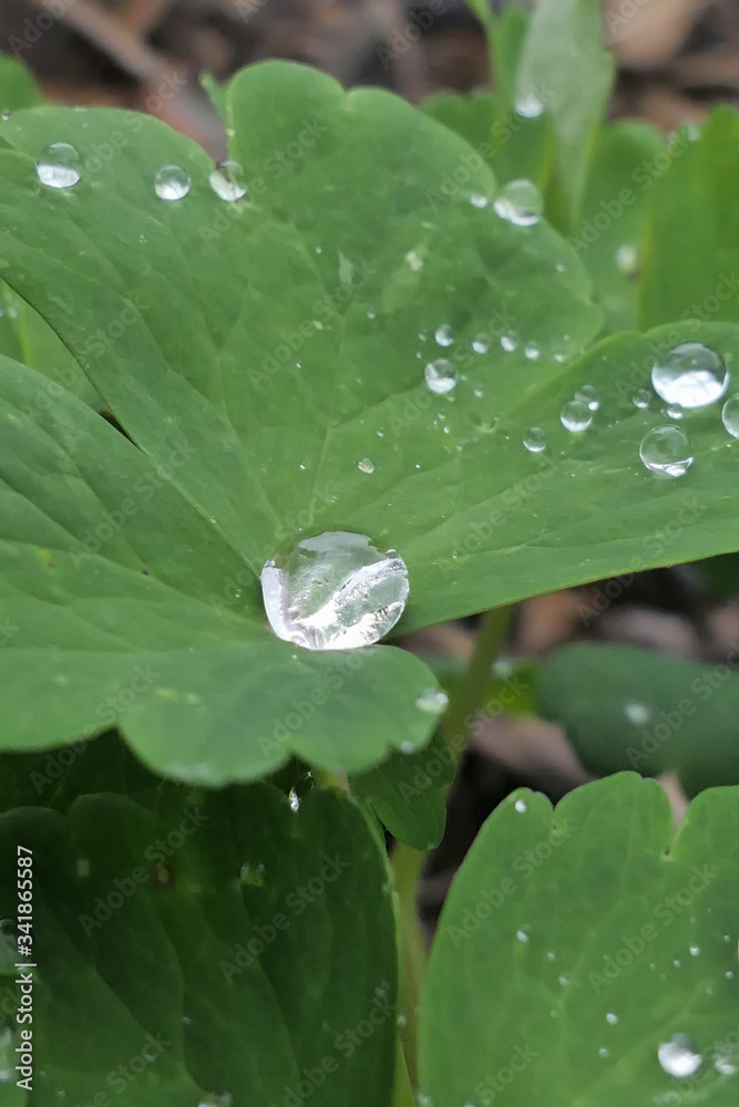 close up of dew drops on green plants close up of dew drops on green plants