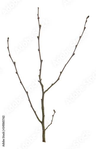 Alder plant in early spring isolated on white background