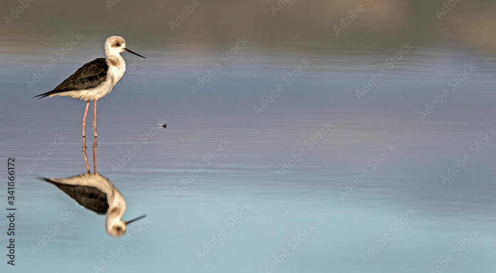 Obraz premium Juvenile Pied Stilt