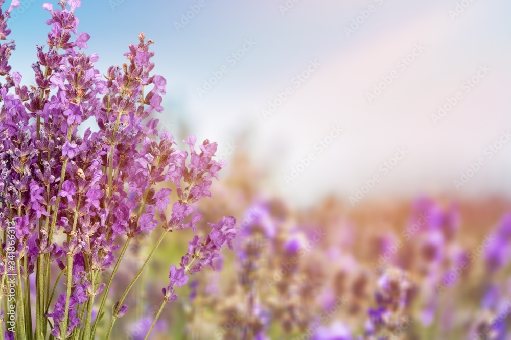Obraz premium Lavender.