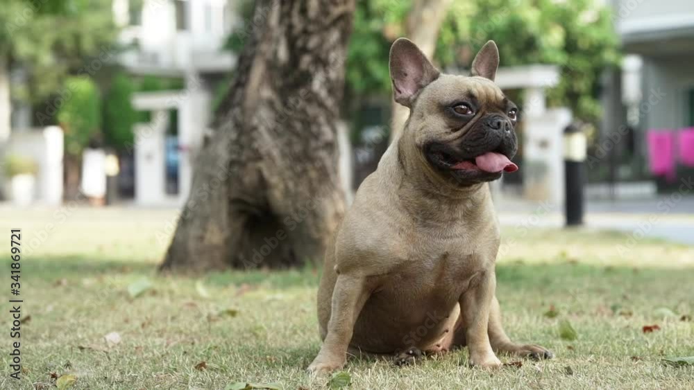 Cute french bulldog sitting at park in summer. Cute french bulldog sitting at park in summer.