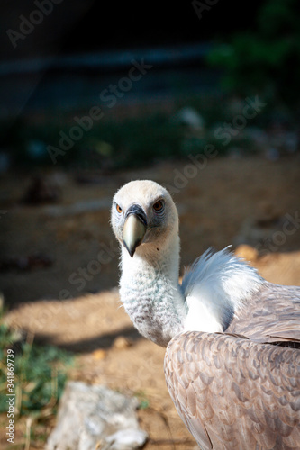 Griffon vulture in a detailed portrait