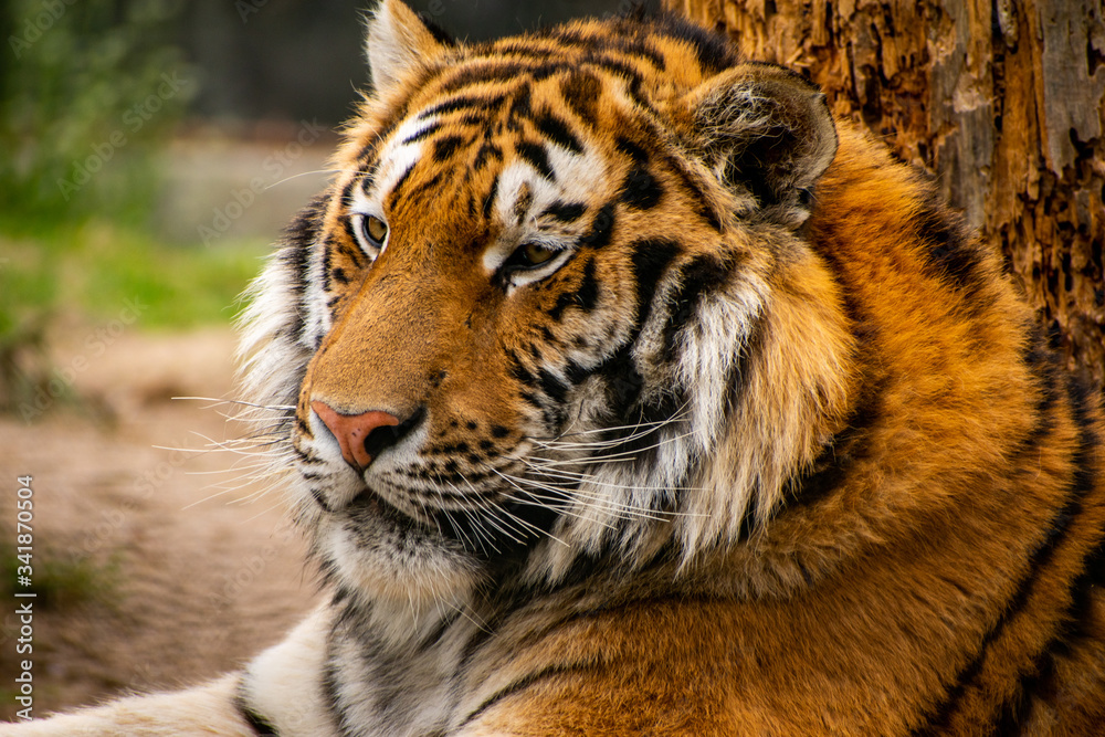 Fototapeta premium A closeup portrait of a Siberian Tiger. 