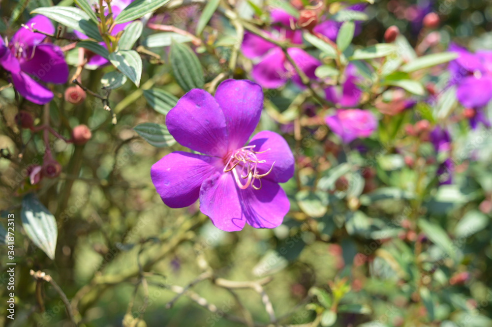 flowers from nature and gardens of mountain City Dalat, Vietnam flowers from nature and gardens of mountain City Dalat, Vietnam