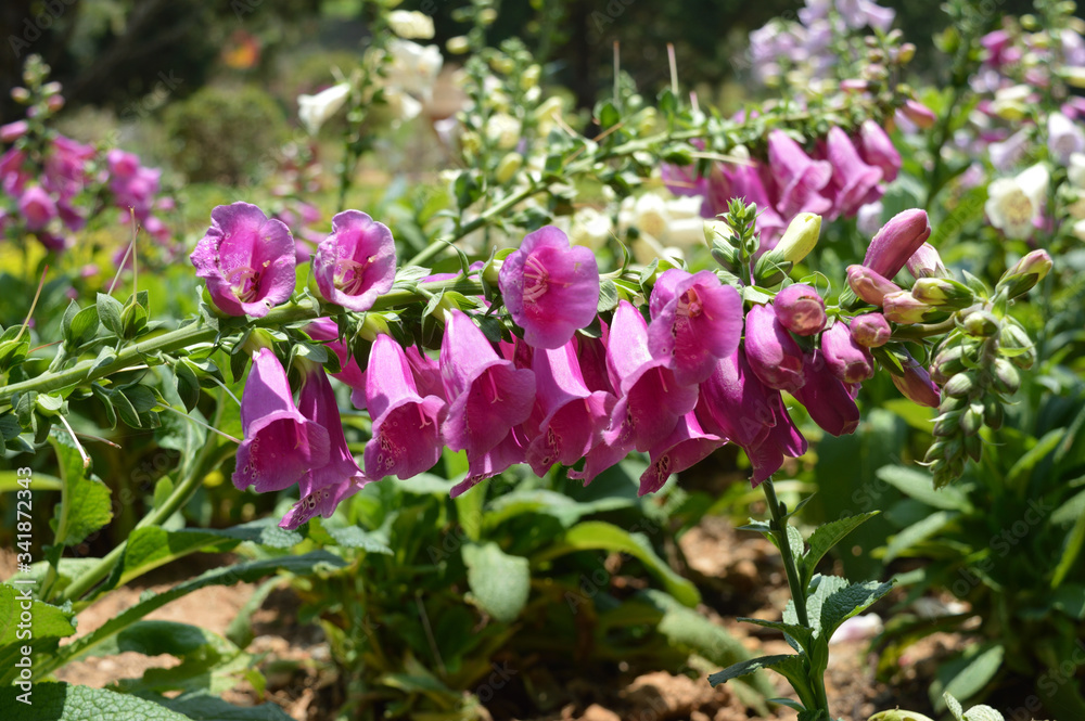 flowers from nature and gardens of mountain City Dalat, Vietnam  