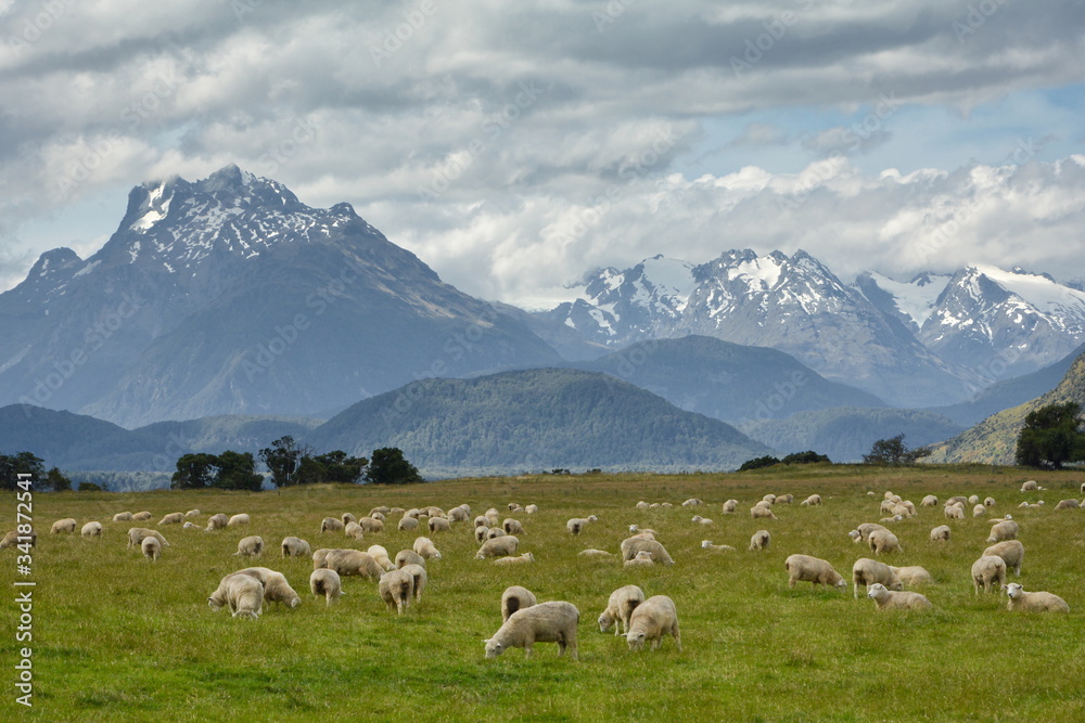 Sheep on pasture, Glenorchy, New Zealand