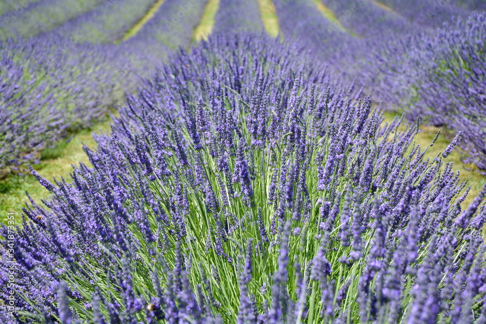 Obraz premium Row of full blooming lavender