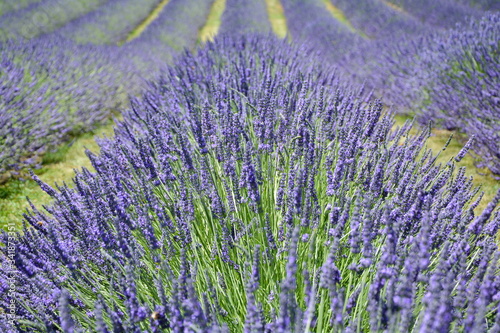 Row of full blooming lavender