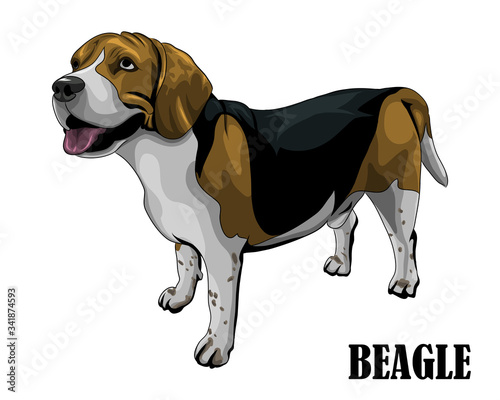 Vector illustration of the beagle dog is looking above. Like it is hungry and waiting for food.