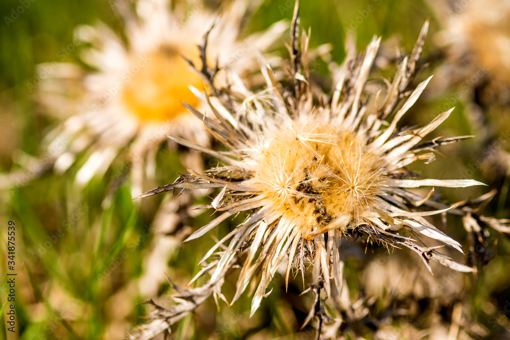 Carline thistle in april in Germany Carline thistle in april in Germany