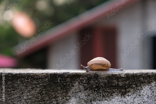 Small snail walk on the wall , blur background, slow