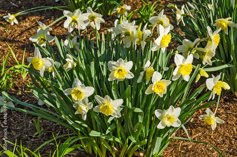 Yellow Daffodils in Sunlight Yellow Daffodils in Sunlight