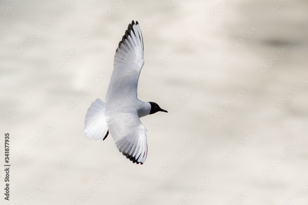 seagull in flight seagull in flight