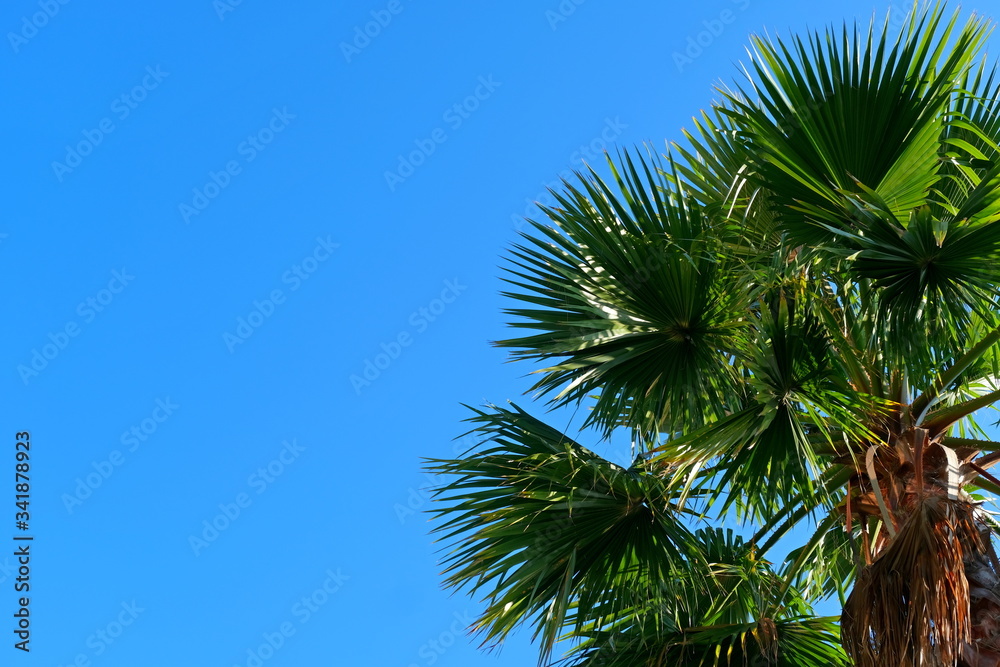 Palm trees on the streets of Los Angeles
Colorful palm tree background for web design.