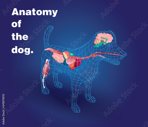 Illustration 3d of the anatomy  medical pet of a dog background 