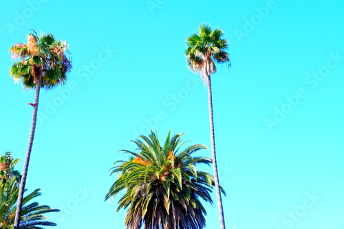 Palm trees on the streets of Los Angeles Colorful palm tree background for web design.