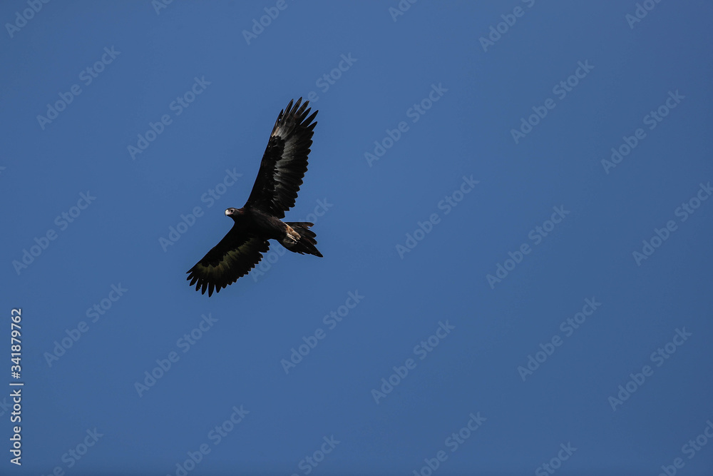 Fototapeta premium wedge tail eagle