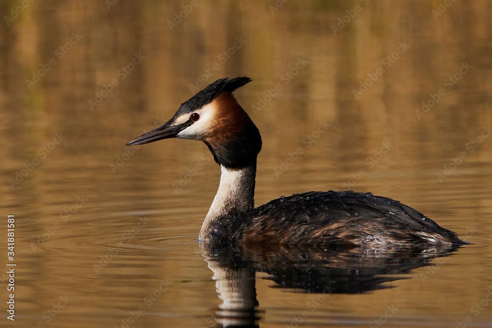 Great crested grebe (Podiceps cristatus) Great crested grebe (Podiceps cristatus)