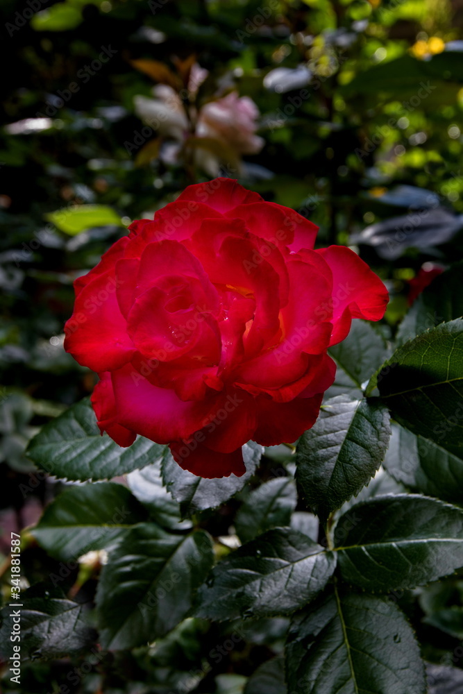 Blooming red rose on a background of green leaves