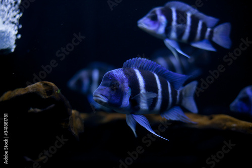 The frontosa Cichlid, fish in tank, the cichlid family to Lake Tanganyika in East Africa, kitumba, moba, Zaire.	
