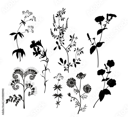 Silhouettes of wild flowers. Vector graphics.