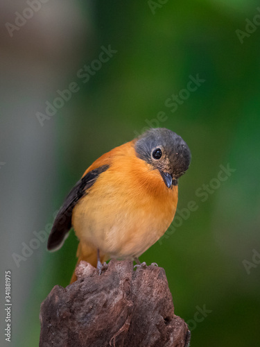 The black-and-orange flycatcher or black-and-rufous flycatcher is a species of flycatcher endemic to the central and southern Western Ghats, the Nilgiris and Palni hill ranges in southern India. photo