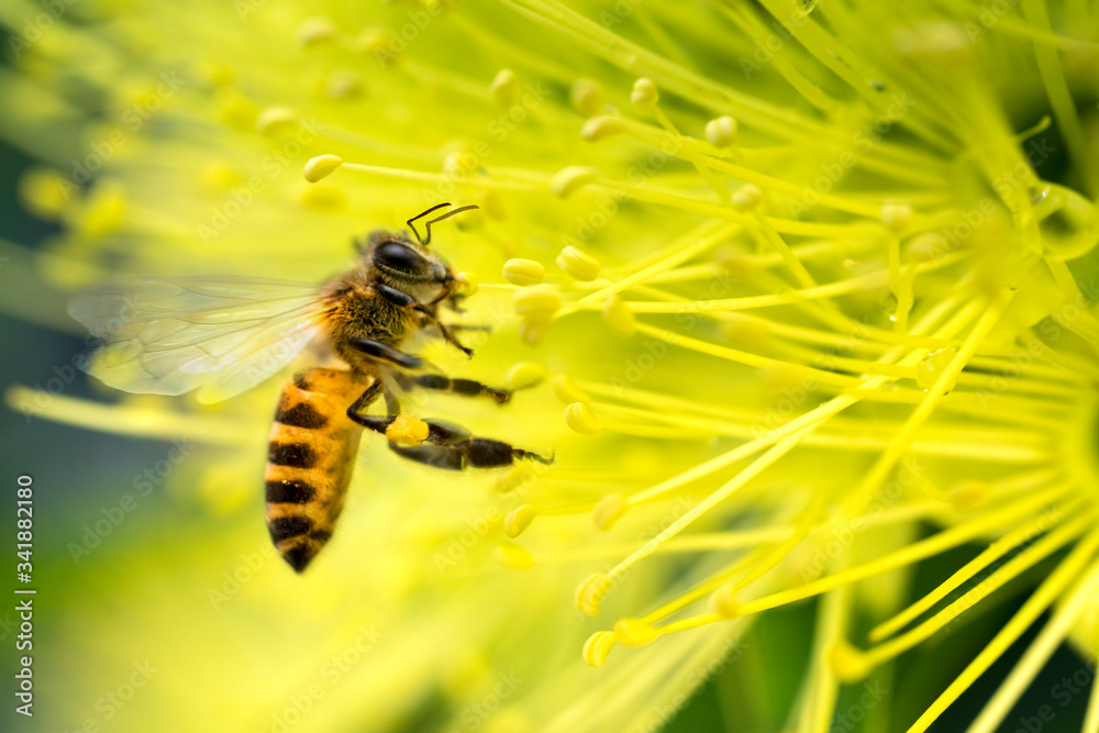 Bee collecting pollen at yellow flower. Bee flying over the yellow flower in blur background Bee collecting pollen at yellow flower. Bee flying over the yellow flower in blur background